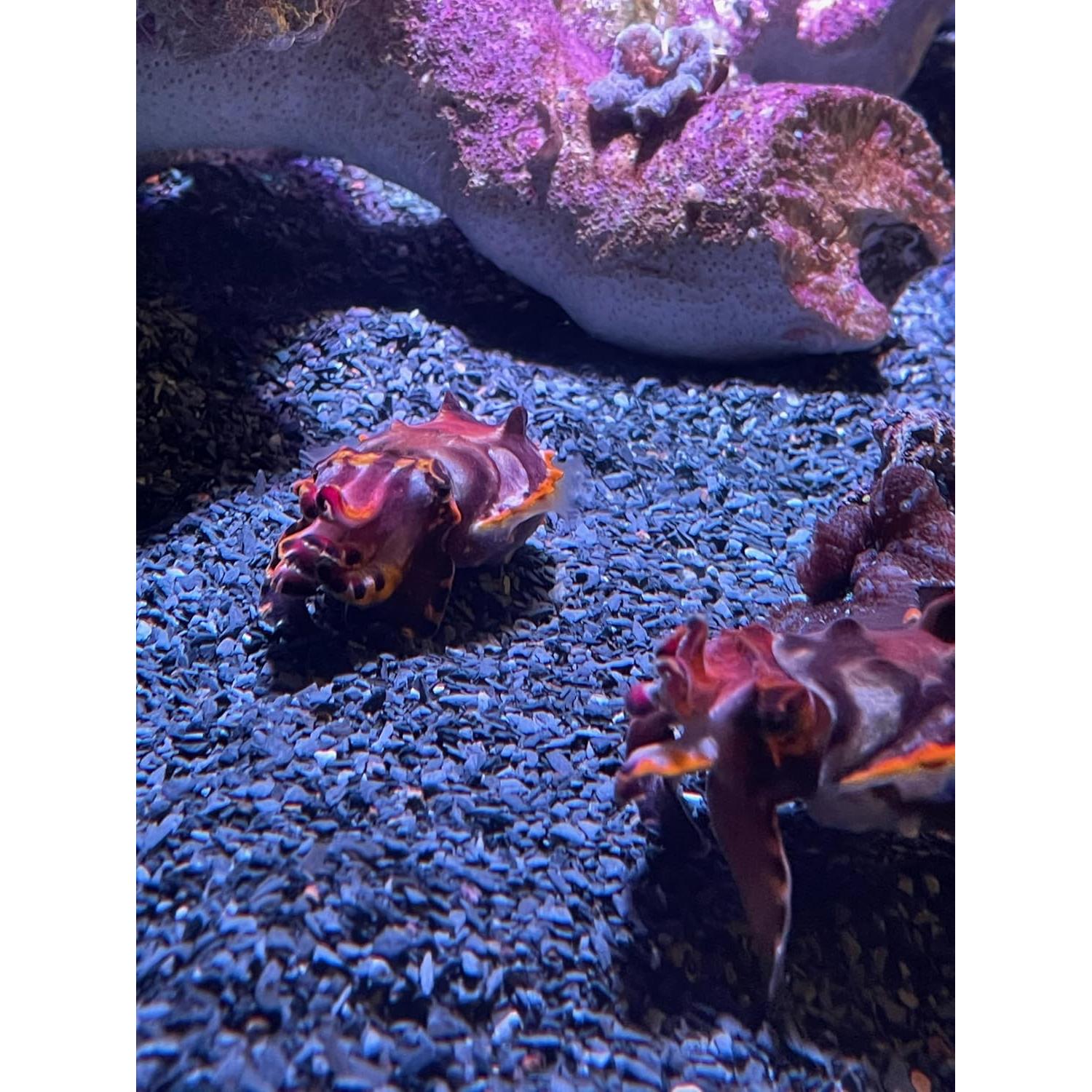 Arena Gruesa Natural 0,23 kg Small World para Manualidades