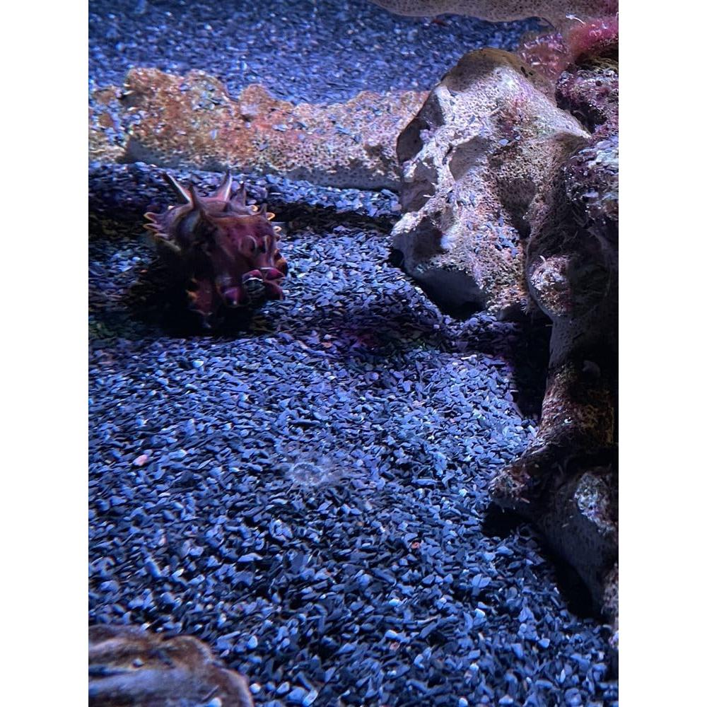 Grava de piedra pizarra natural 1/8 a 1/4" 0.45 kg Small World