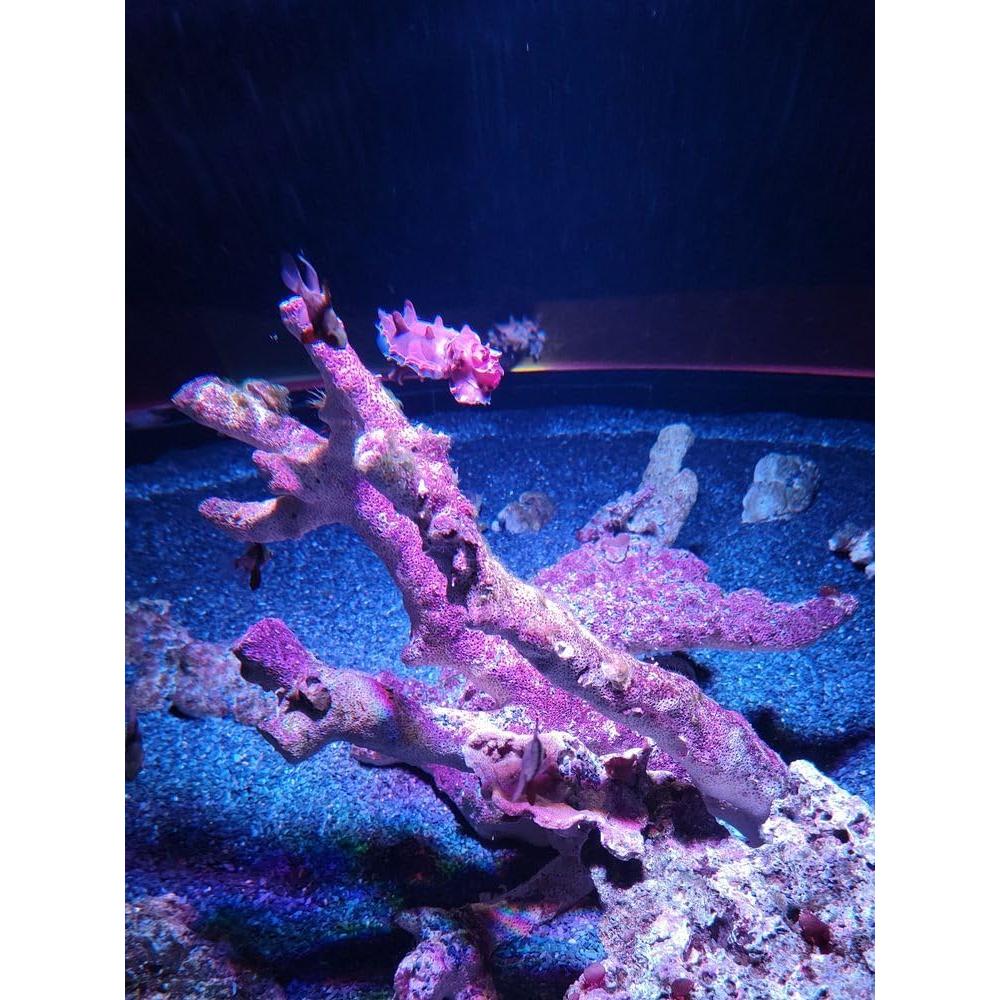 Grava de piedra pizarra natural 1/8 a 1/4" 0.45 kg Small World