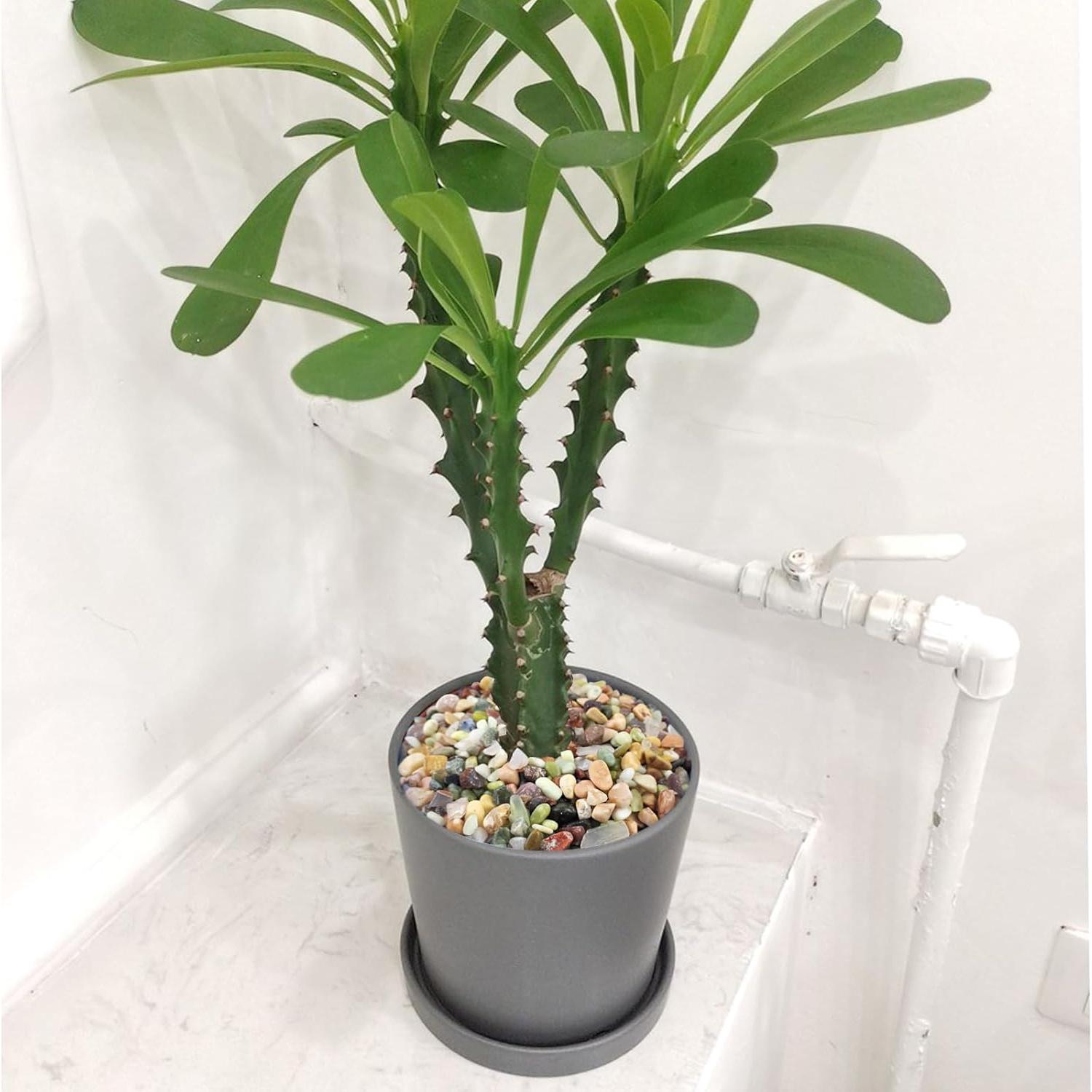 Piedras decorativas para plantas FANTIAN 0,5-1 cm 2 kg