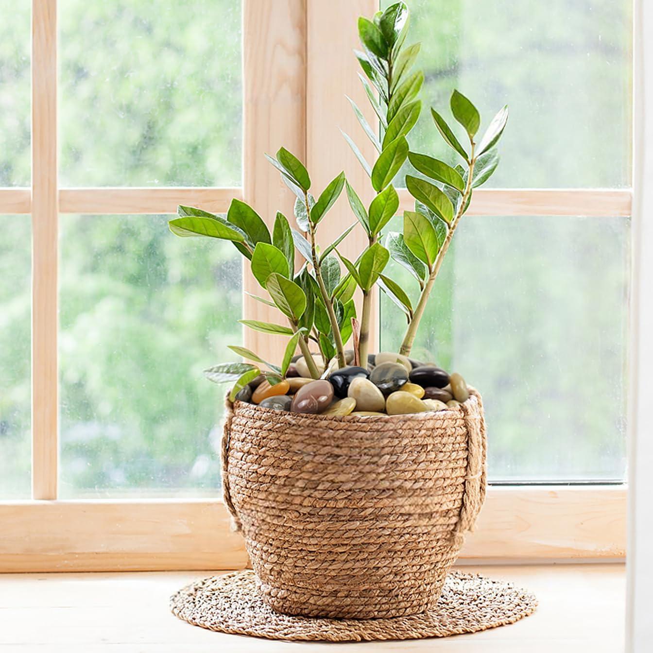 Piedras de Río Grava FANTIAN 2,27 kg Decorativas Jardín