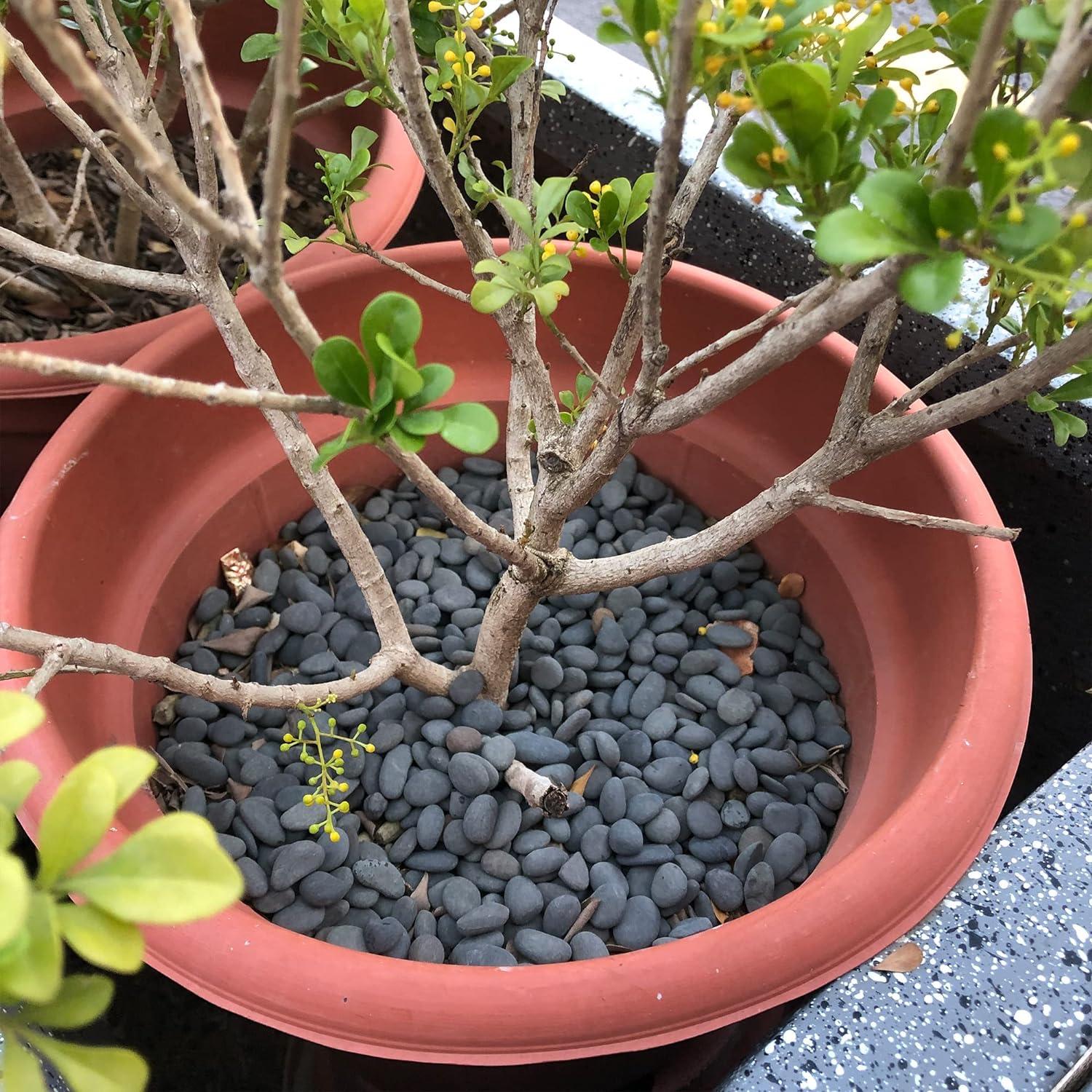 Piedras Naturales de Río 8,16 kg para Jardín CJGQ