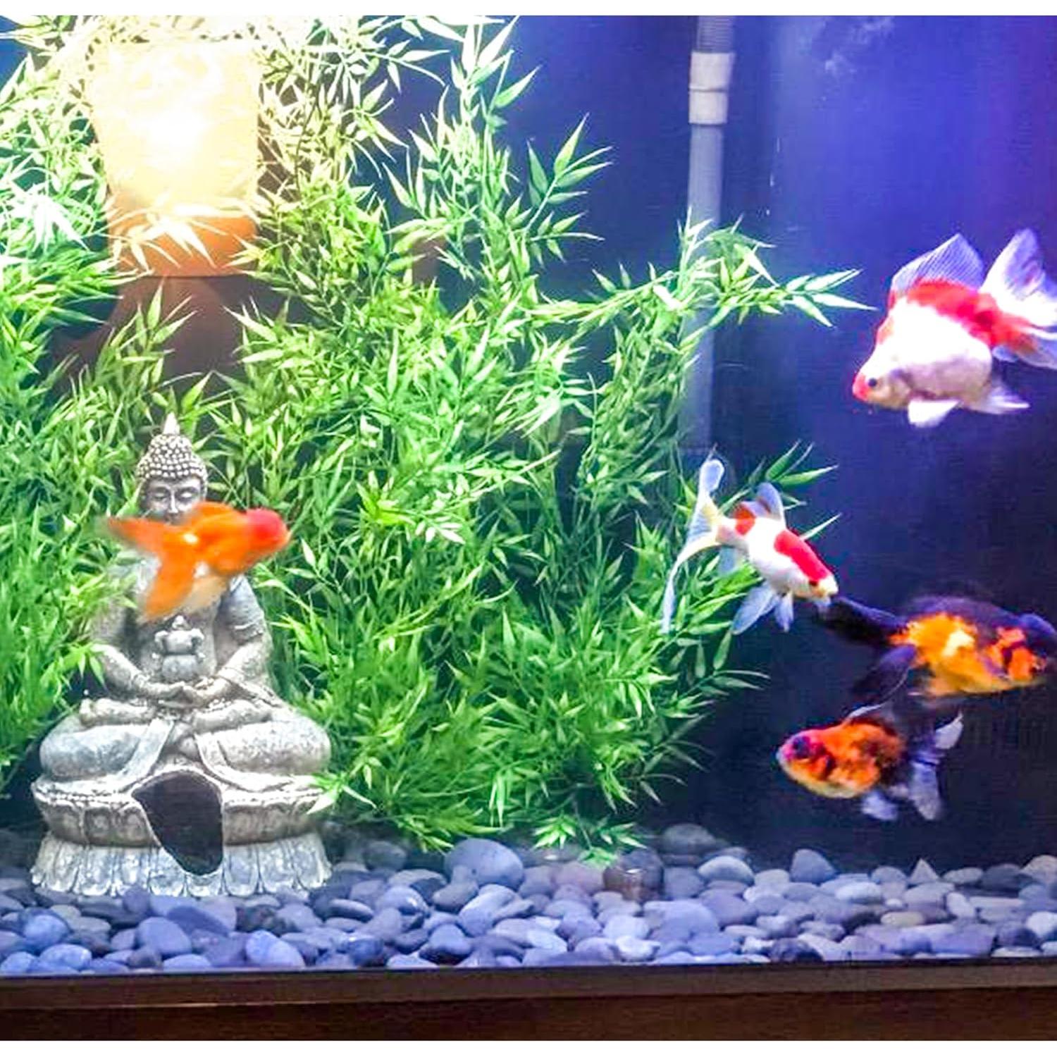 Piedras de Playa Mexicanas Naturales 2,27 kg para Jardín