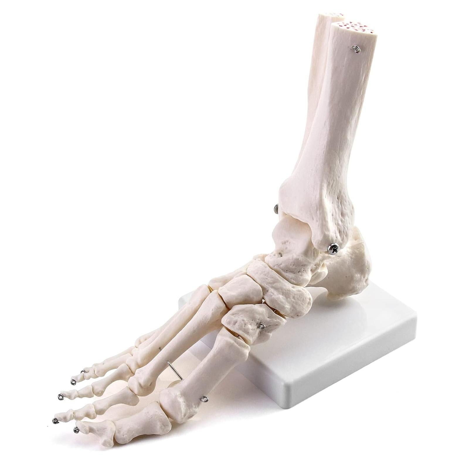 Modelo Esqueleto Humano Pie QWORK Articulado Tamaño Real