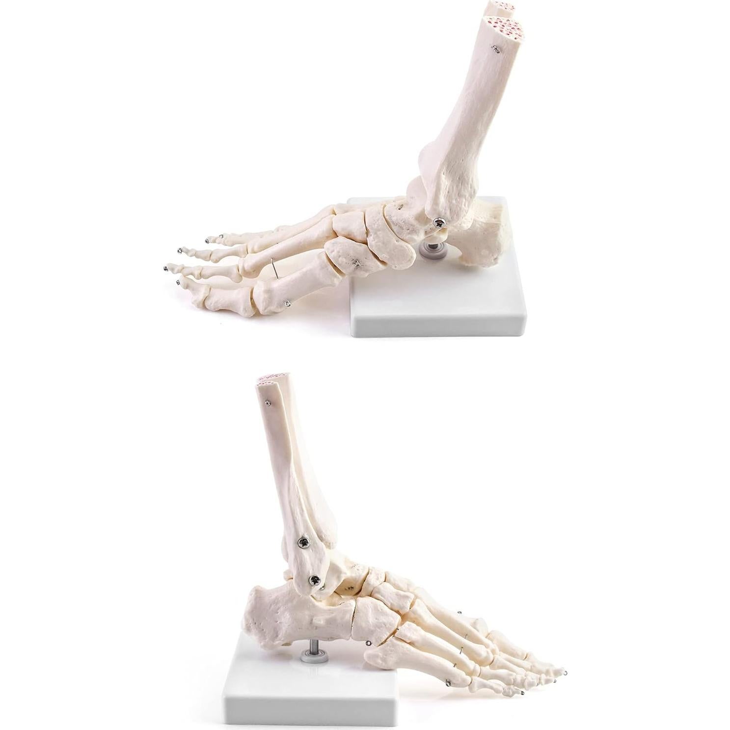 Modelo Esqueleto Humano Pie QWORK Articulado Tamaño Real