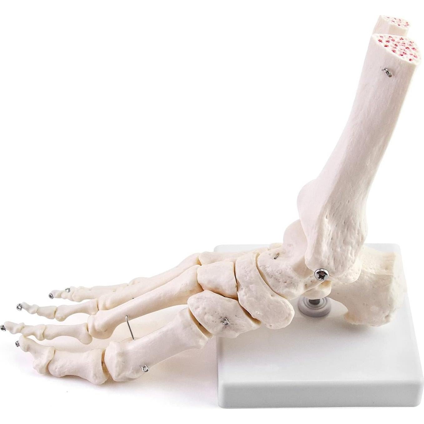 Modelo Esqueleto Humano Pie QWORK Articulado Tamaño Real