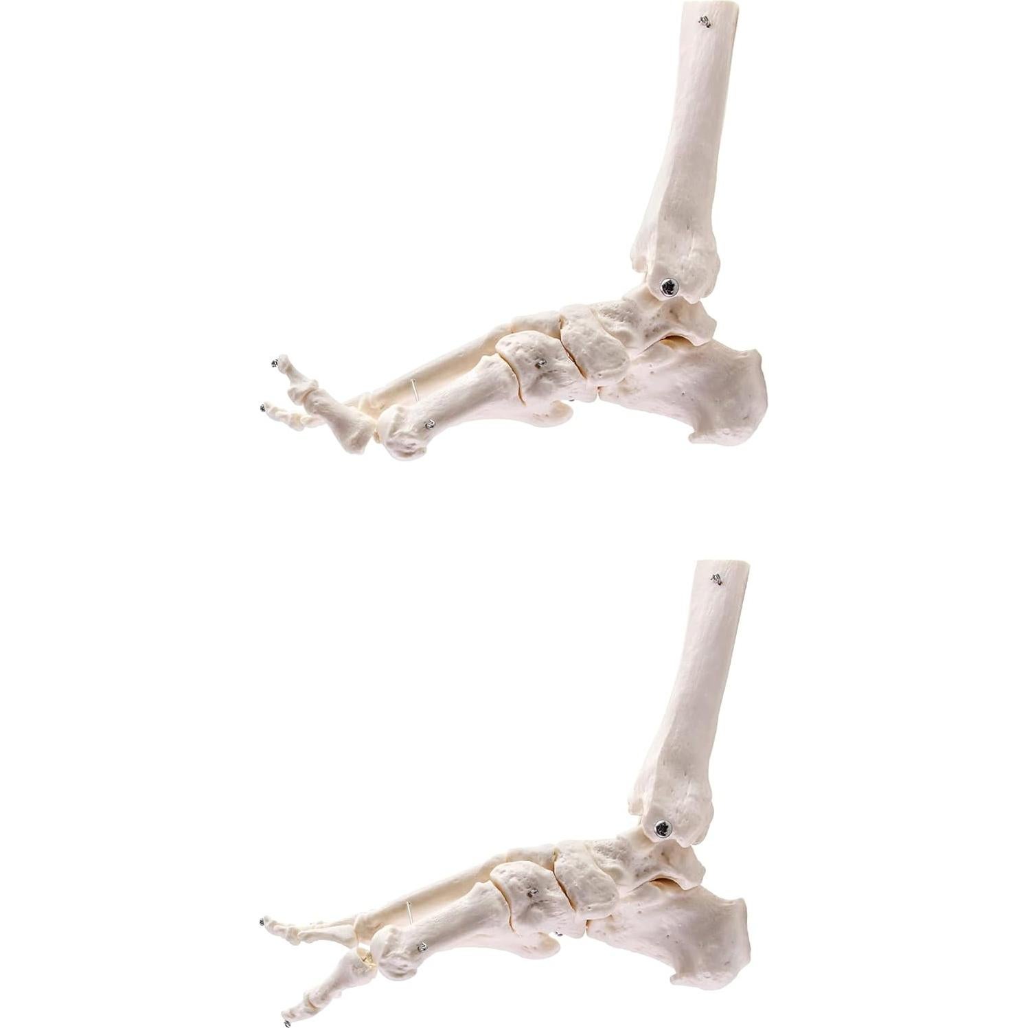 Modelo Esqueleto Humano Pie QWORK Articulado Tamaño Real