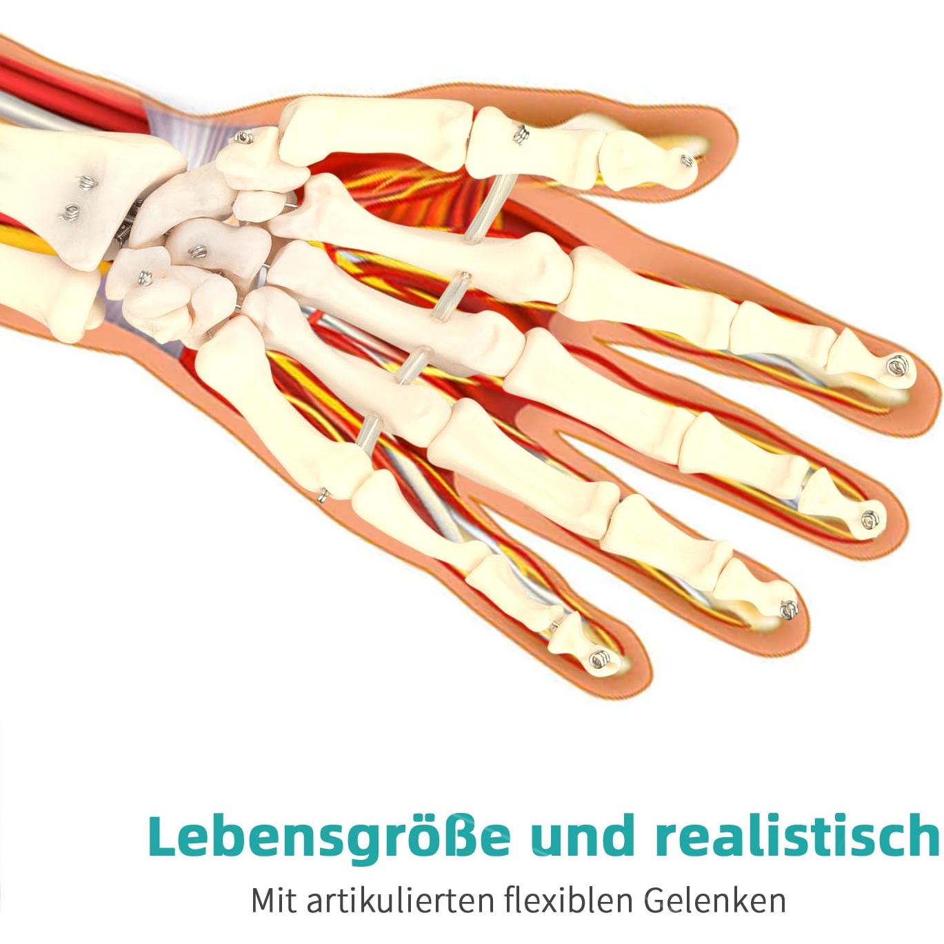 Modelo de Mano Esquelética Humana LVCHEN 25cm Articulada