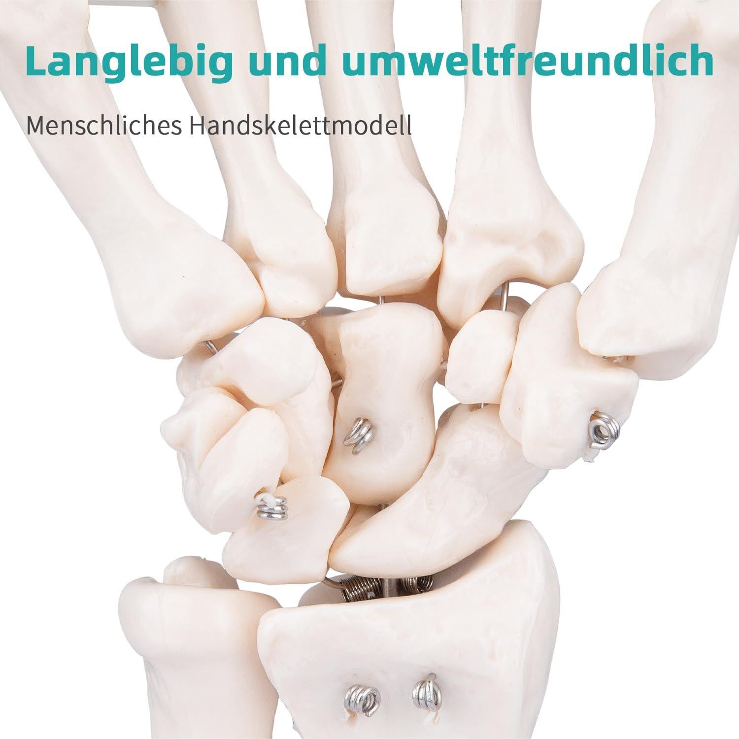 Modelo de Mano Esquelética Humana LVCHEN 25cm Articulada