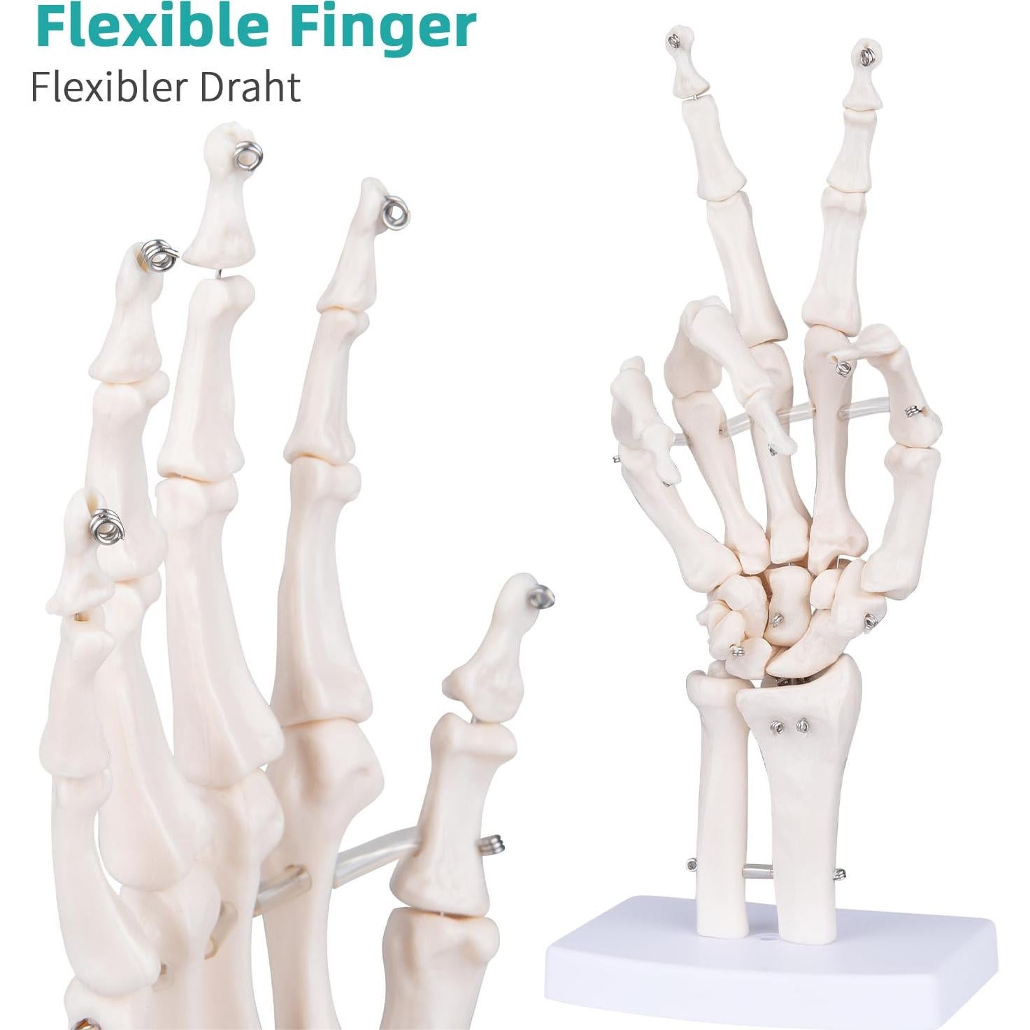 Modelo de Mano Esquelética Humana LVCHEN 25cm Articulada