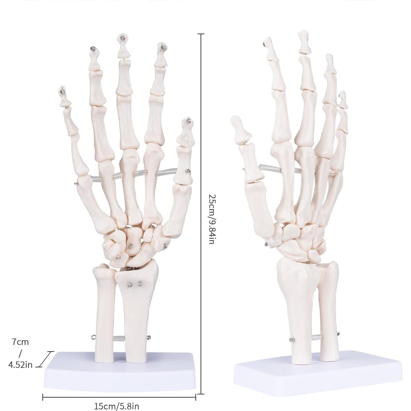 Modelo de Mano Esquelética Humana LVCHEN 25cm Articulada