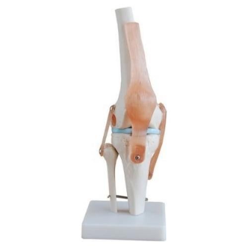 Modelo de Simulación de Rodilla Tdou 1:1 Anatomía Médica