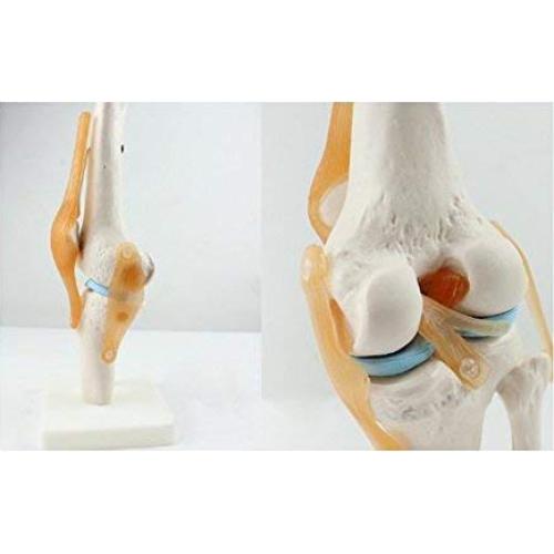 Modelo de Simulación de Rodilla Tdou 1:1 Anatomía Médica