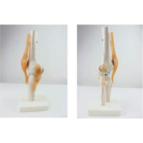 Modelo de Simulación de Rodilla Tdou 1:1 Anatomía Médica