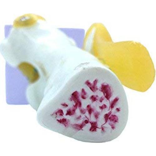 Modelo de Simulación de Rodilla Tdou 1:1 Anatomía Médica