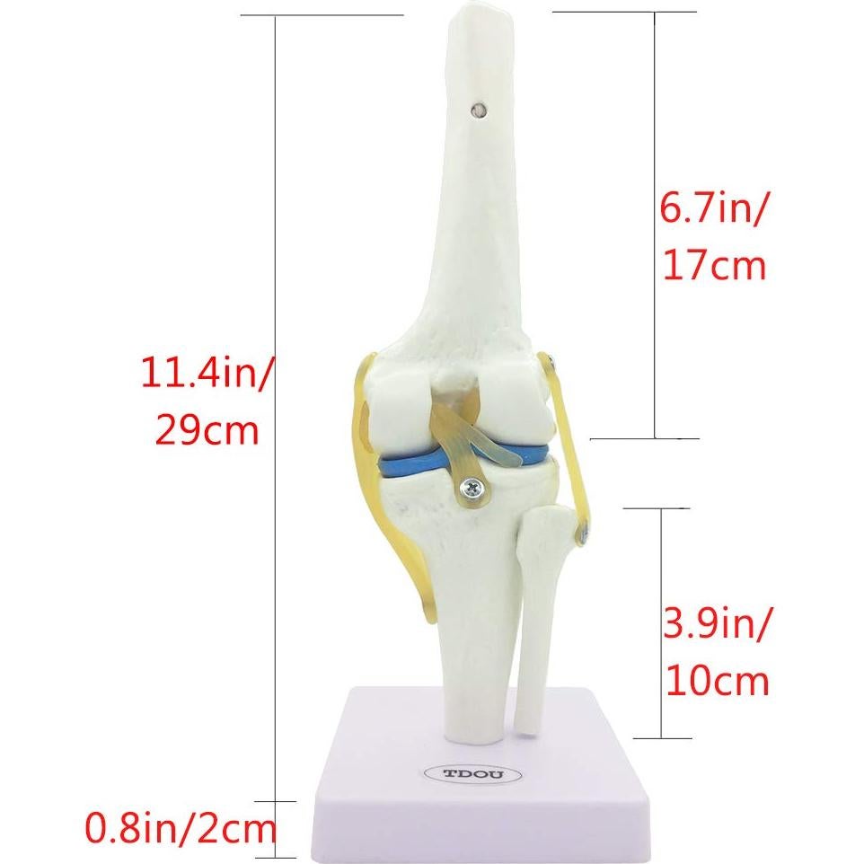 Modelo de Simulación de Rodilla Tdou 1:1 Anatomía Médica