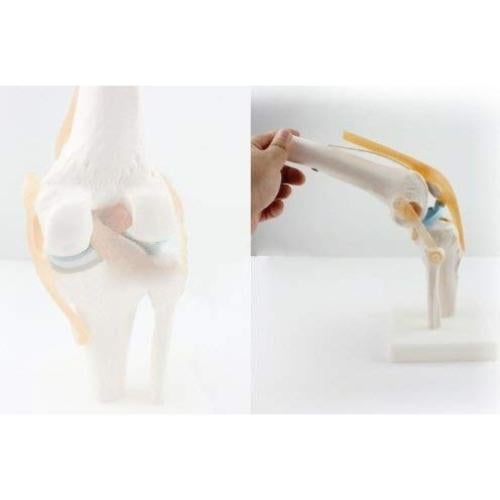 Modelo de Simulación de Rodilla Tdou 1:1 Anatomía Médica
