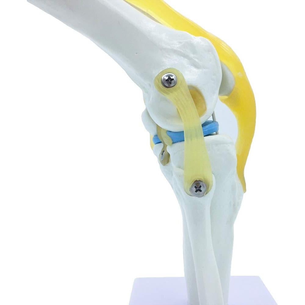 Modelo de Simulación de Rodilla Tdou 1:1 Anatomía Médica
