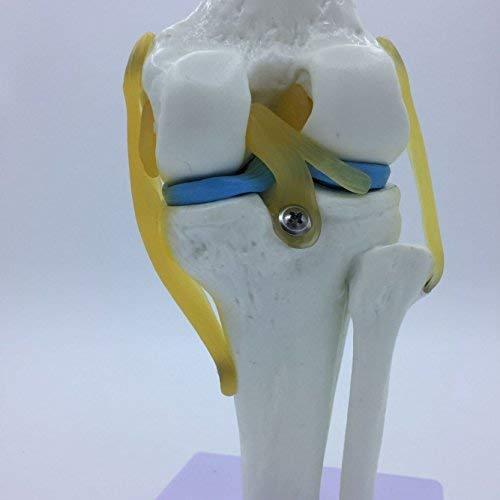 Modelo de Simulación de Rodilla Tdou 1:1 Anatomía Médica