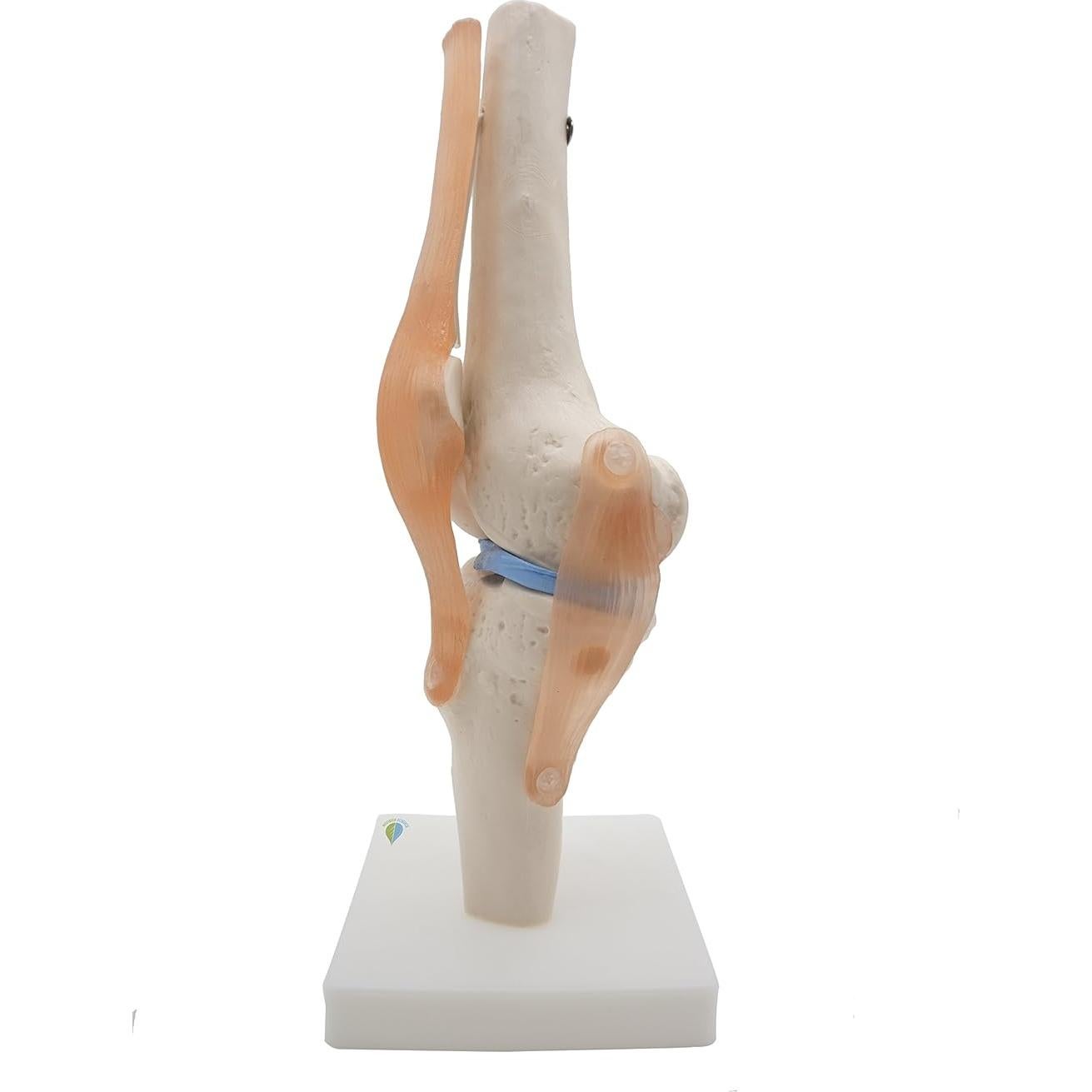 Modelo de Rodilla Anatómico Kouber KB111 con Ligamentos