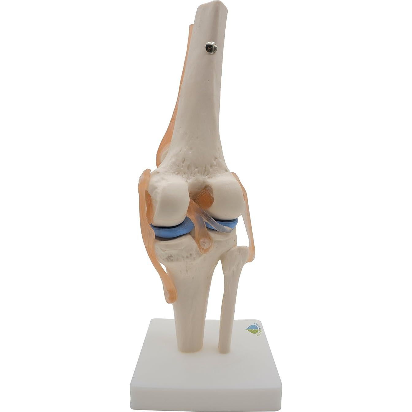Modelo de Rodilla Anatómico Kouber KB111 con Ligamentos