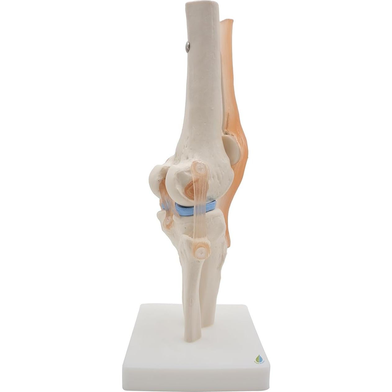 Modelo de Rodilla Anatómico Kouber KB111 con Ligamentos