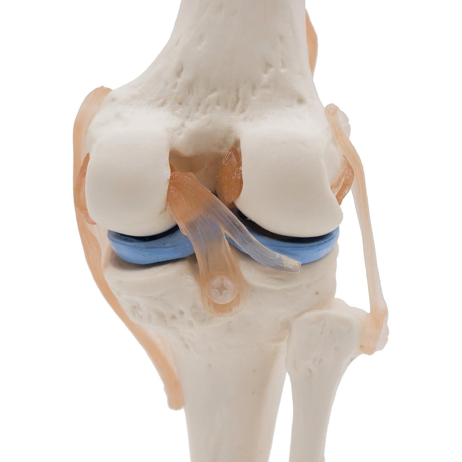 Modelo de Rodilla Anatómico Kouber KB111 con Ligamentos