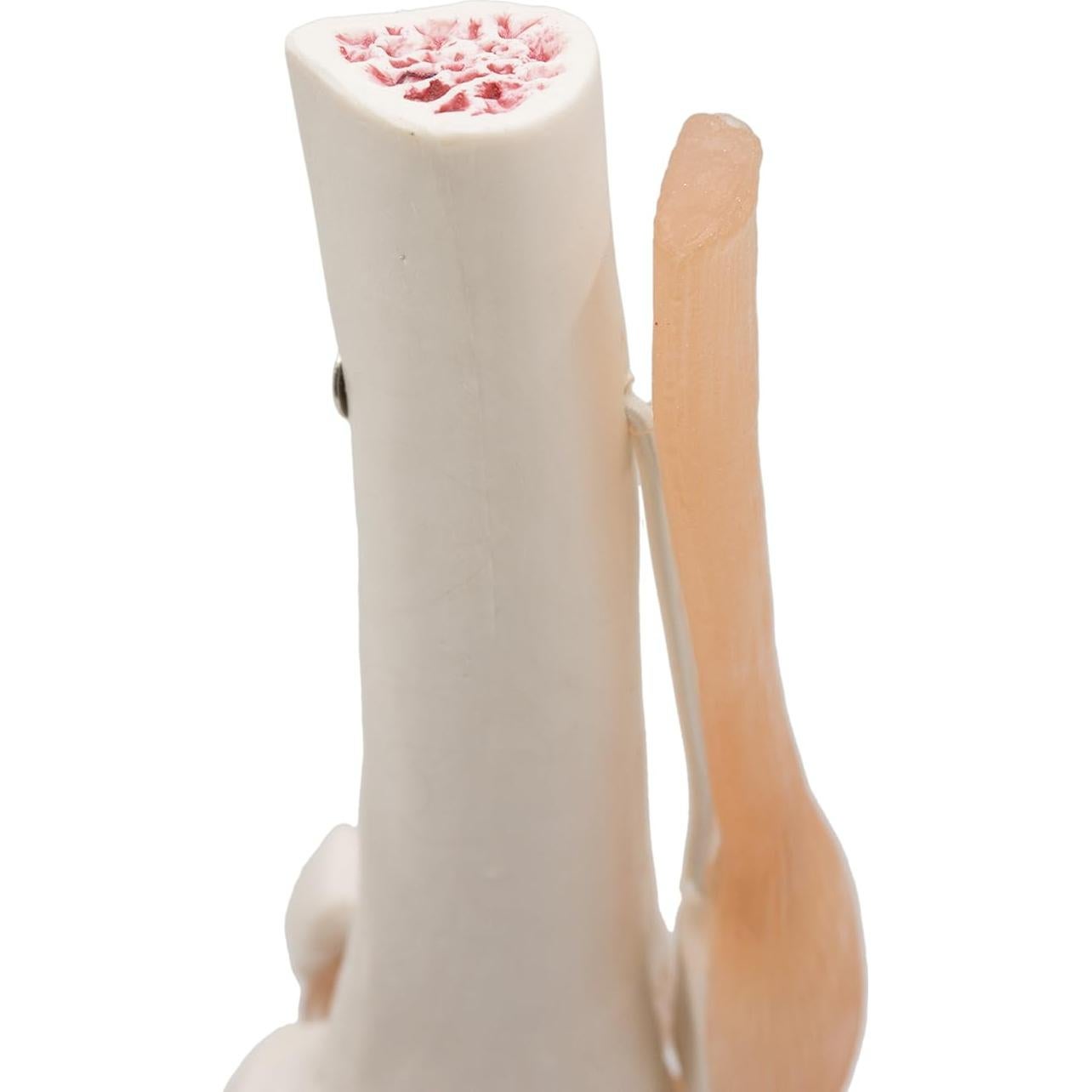 Modelo de Rodilla Anatómico Kouber KB111 con Ligamentos