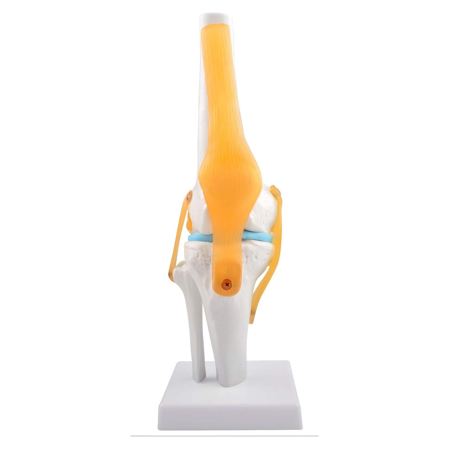 Modelo de Rodilla Humana Ultrassist 1:1 con Ligamentos