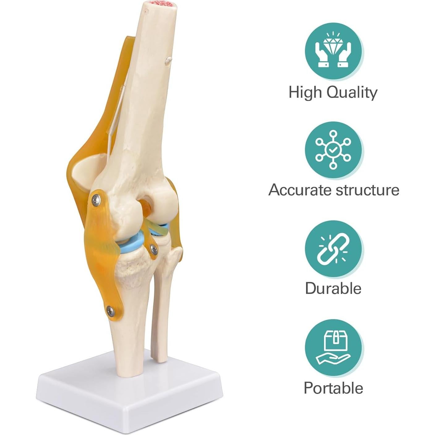 Modelo de Rodilla Humana Ultrassist 1:1 con Ligamentos