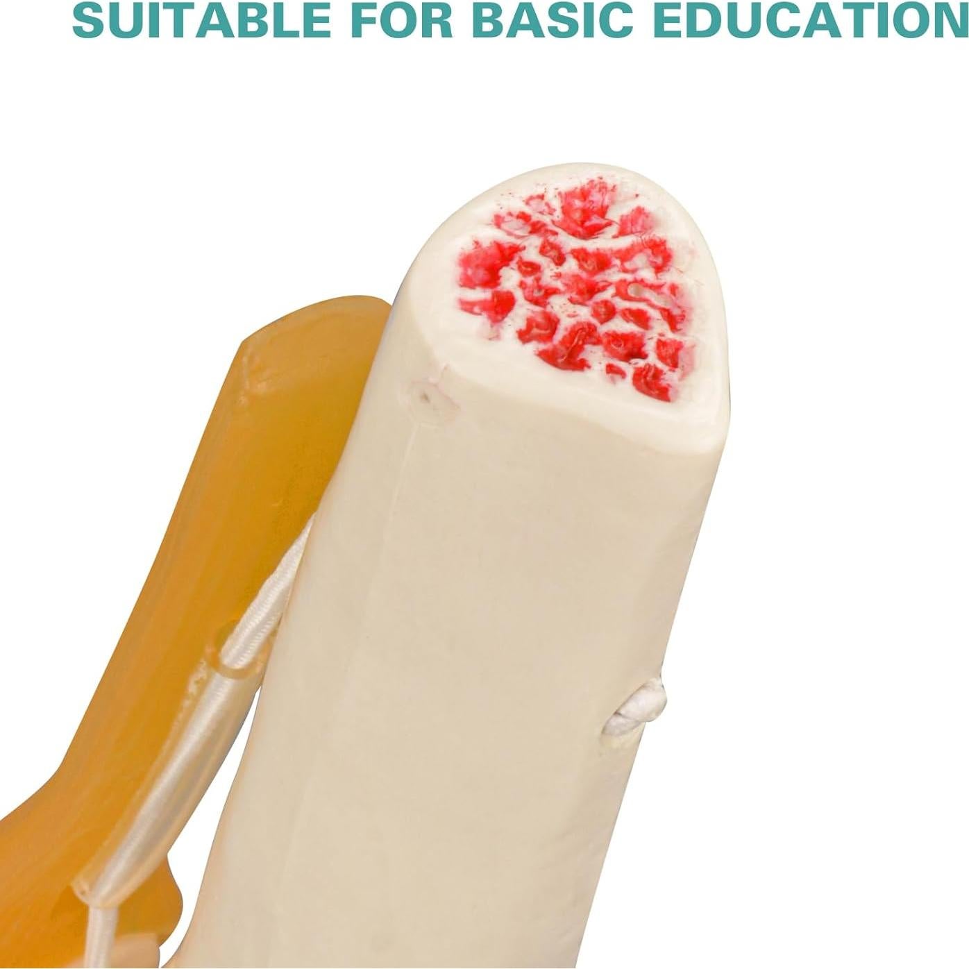 Modelo de Rodilla Humana Ultrassist 1:1 con Ligamentos