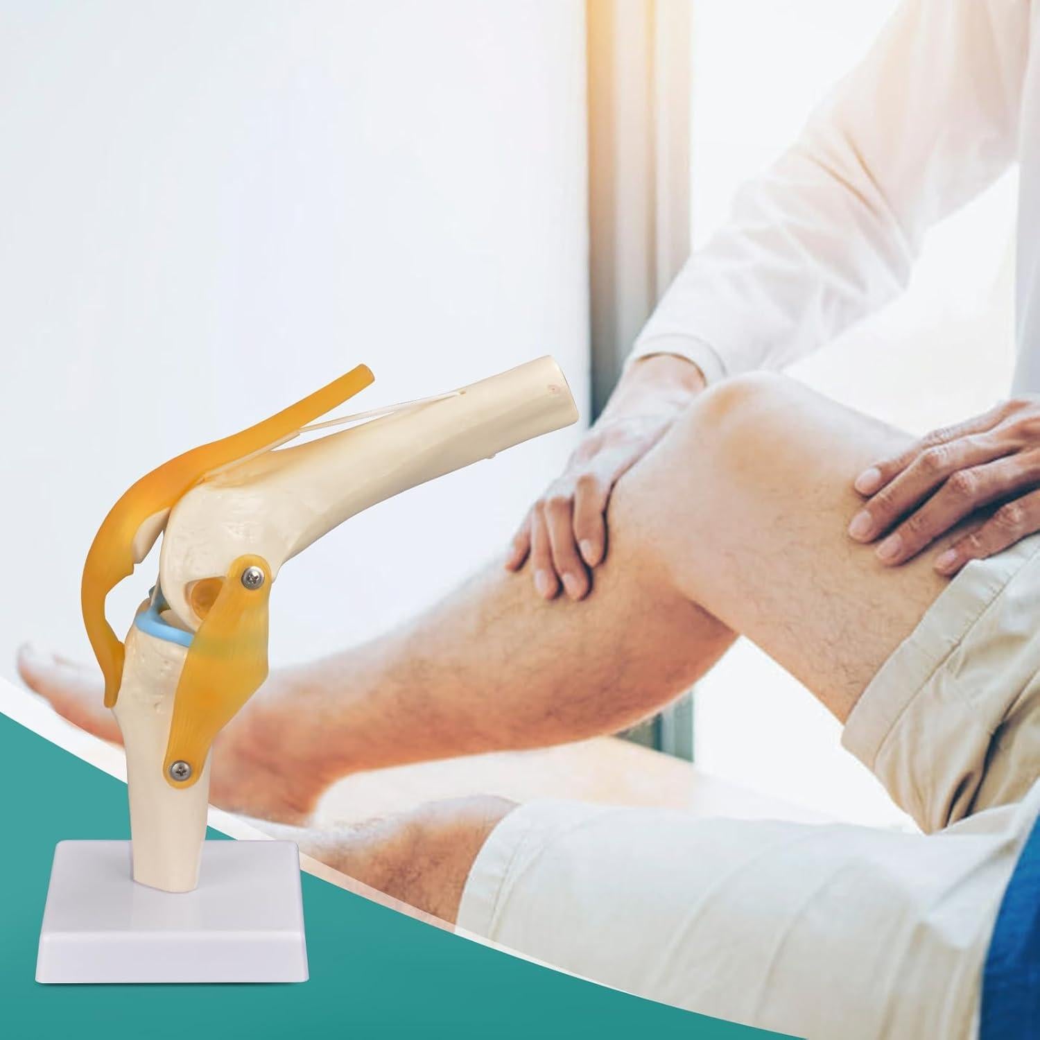 Modelo de Rodilla Humana Ultrassist 1:1 con Ligamentos