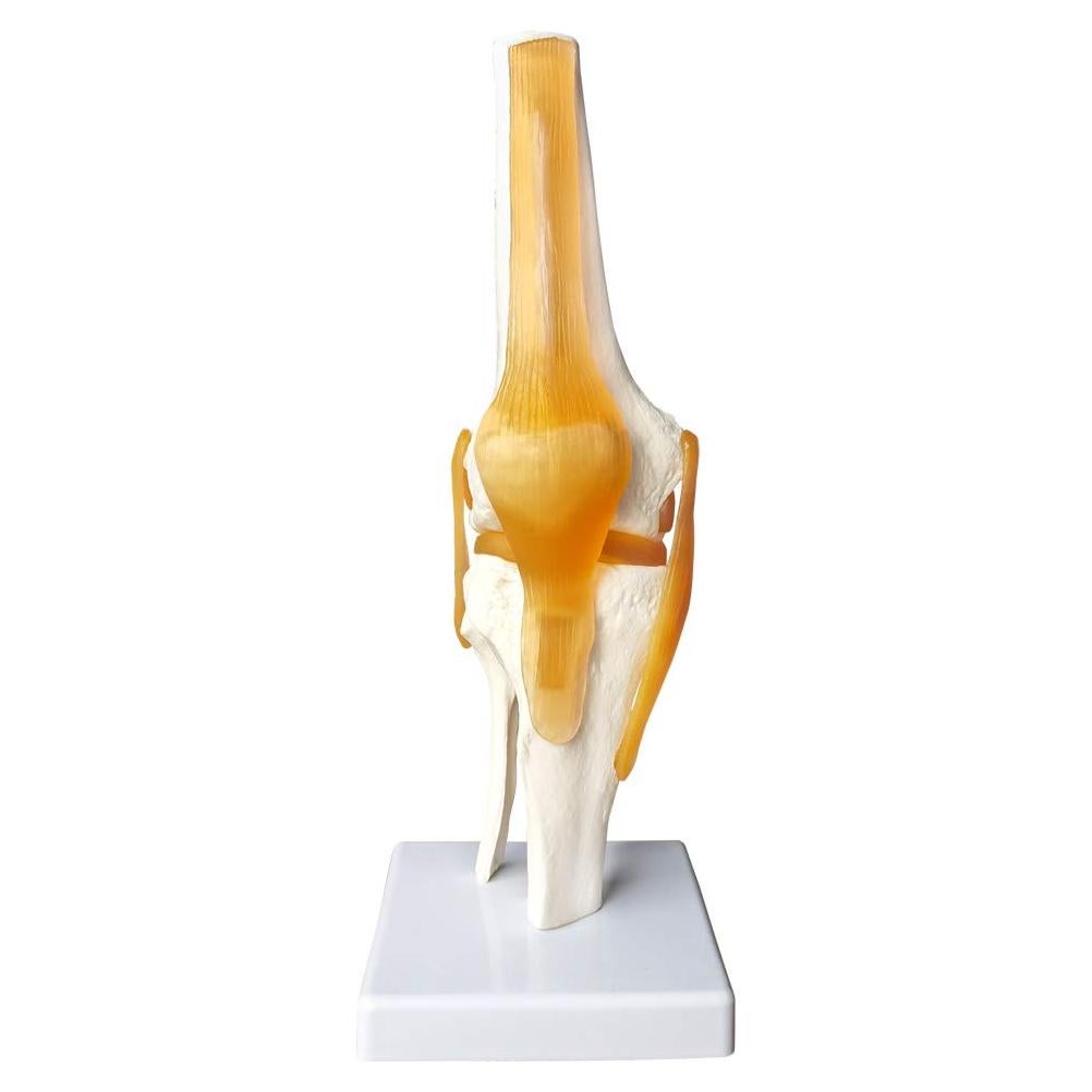 Modelo Articulación Rodilla Humana EVOTECH 11.5x31.5cm