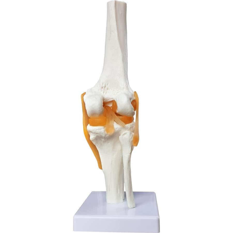 Modelo Articulación Rodilla Humana EVOTECH 11.5x31.5cm