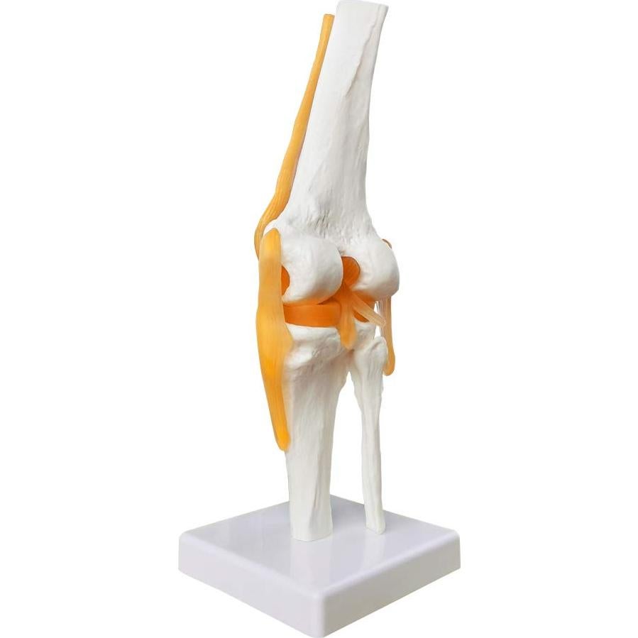 Modelo Articulación Rodilla Humana EVOTECH 11.5x31.5cm