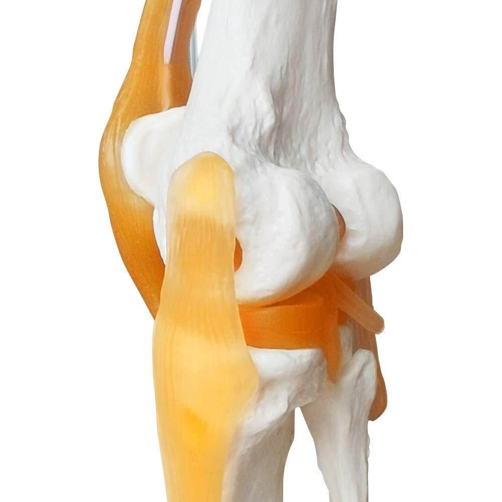 Modelo Articulación Rodilla Humana EVOTECH 11.5x31.5cm