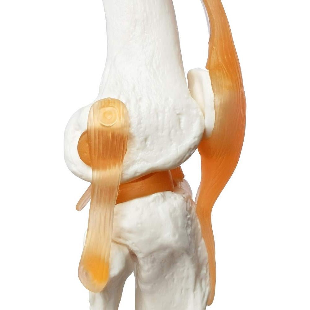 Modelo Articulación Rodilla Humana EVOTECH 11.5x31.5cm