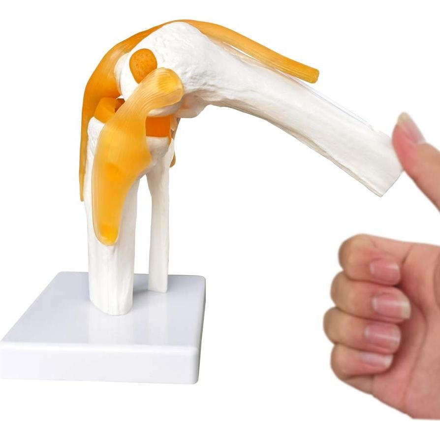 Modelo Articulación Rodilla Humana EVOTECH 11.5x31.5cm