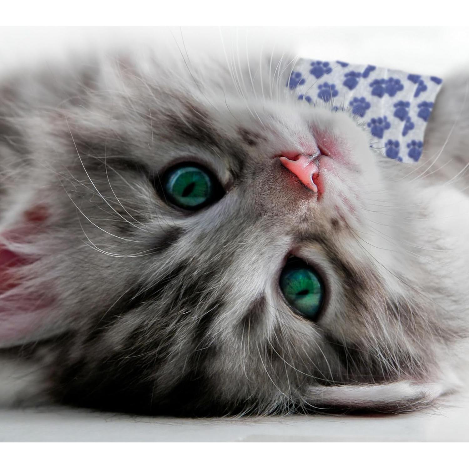 Venda Autoadhesiva para Mascotas PetFlex 2" - 2 Rollos