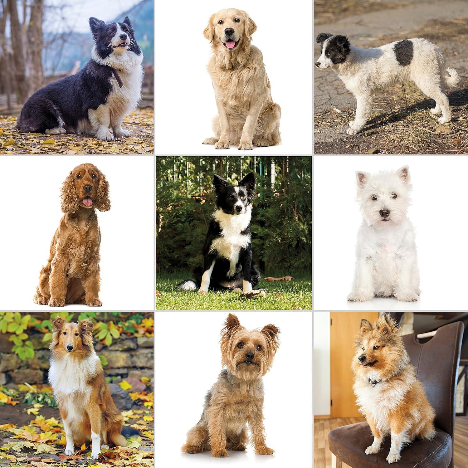 Kit de Aseo para Mascotas Wahl 9281-210 - Cortadora Eléctrica