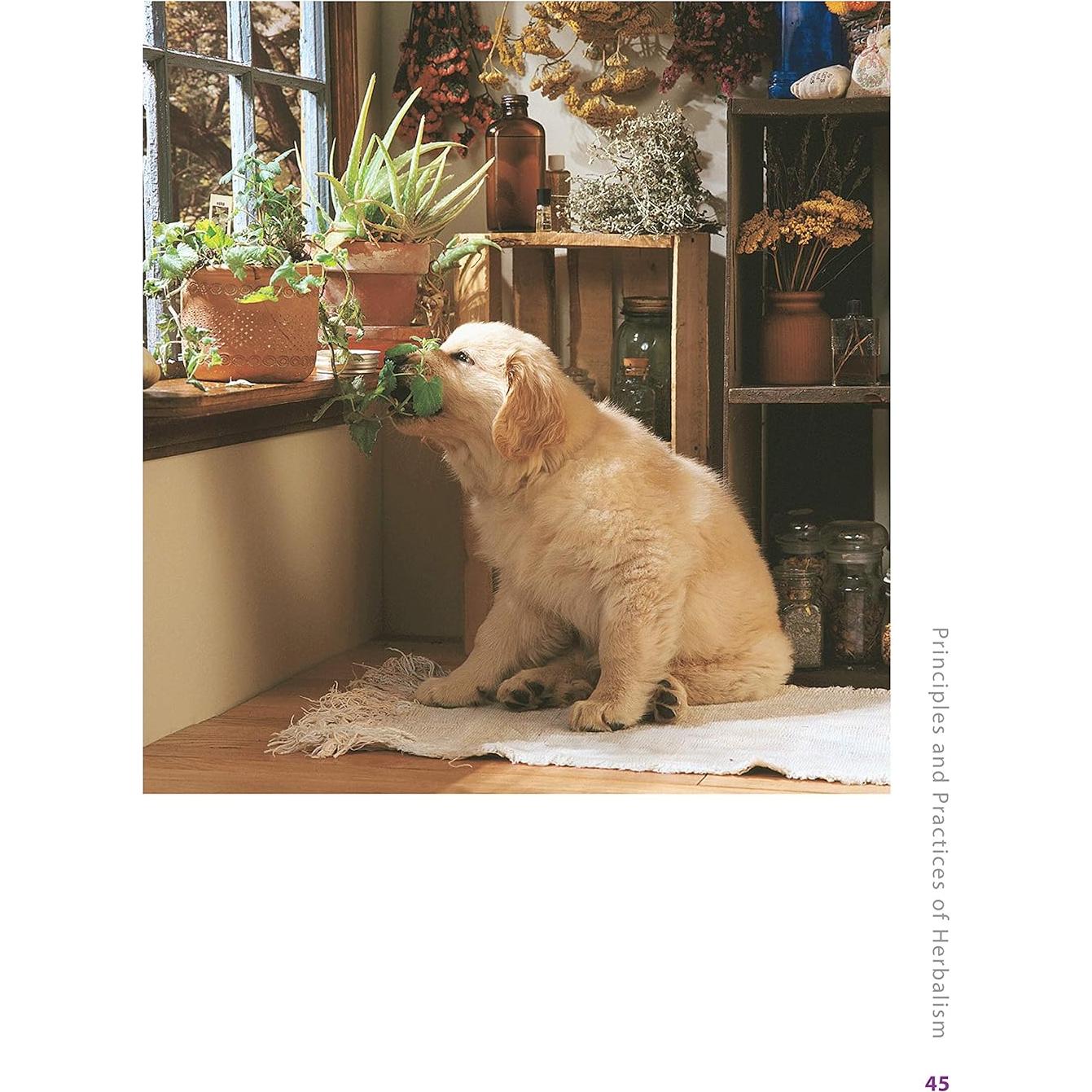 Herbs for Pets: The Natural Way to Enhance Your Pet's Life (CompanionHouse Books) A-Z Guide to Medicinal Plants, Holistic Recipes, and Nutritional Supplements for Dogs, Cats, Horses, Birds, and More