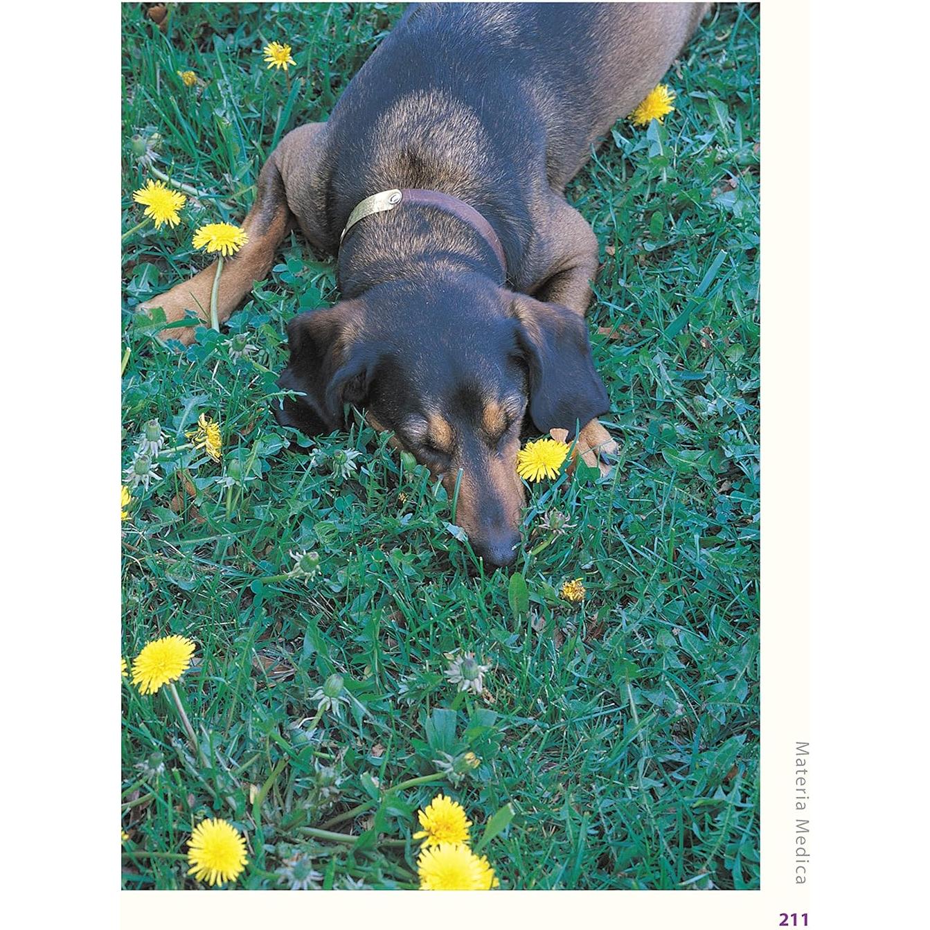 Herbs for Pets: The Natural Way to Enhance Your Pet's Life (CompanionHouse Books) A-Z Guide to Medicinal Plants, Holistic Recipes, and Nutritional Supplements for Dogs, Cats, Horses, Birds, and More