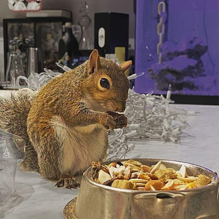 Squirrel Complete Exotic Nutrition - Dieta Ardillas 0.79 kg