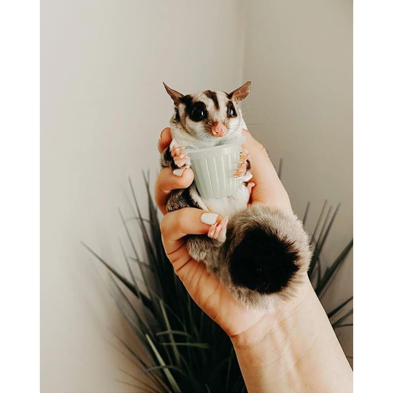 Nectar Pods Yogur Exotic Nutrition 8 Cápsulas para Mascotas