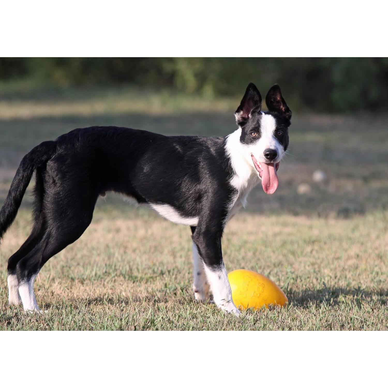Juguete para Perros Jolly Egg Jolly Pets Mediano Rojo 20 cm