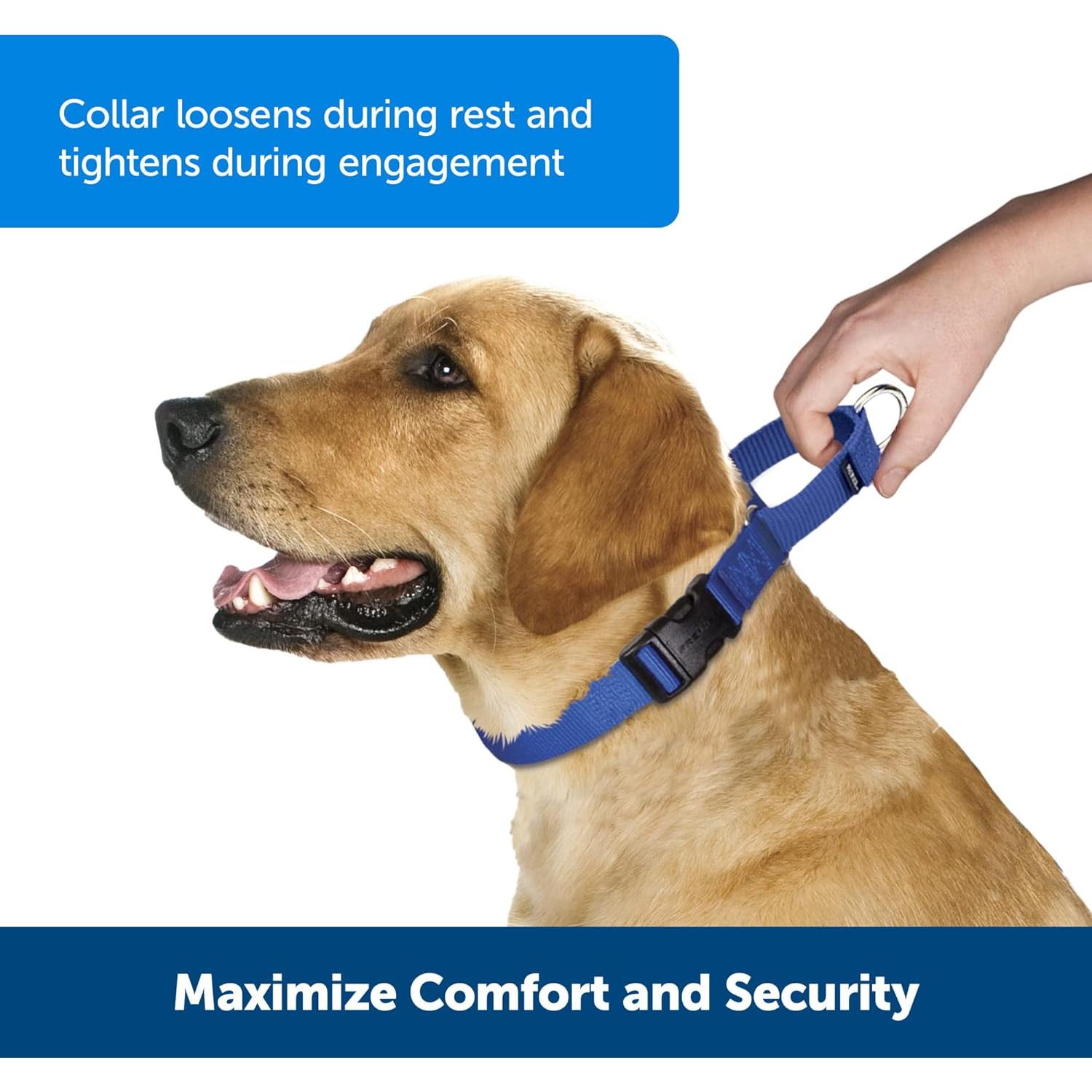 Collar Martingale PetSafe Mediano 2,54 cm Frambuesa