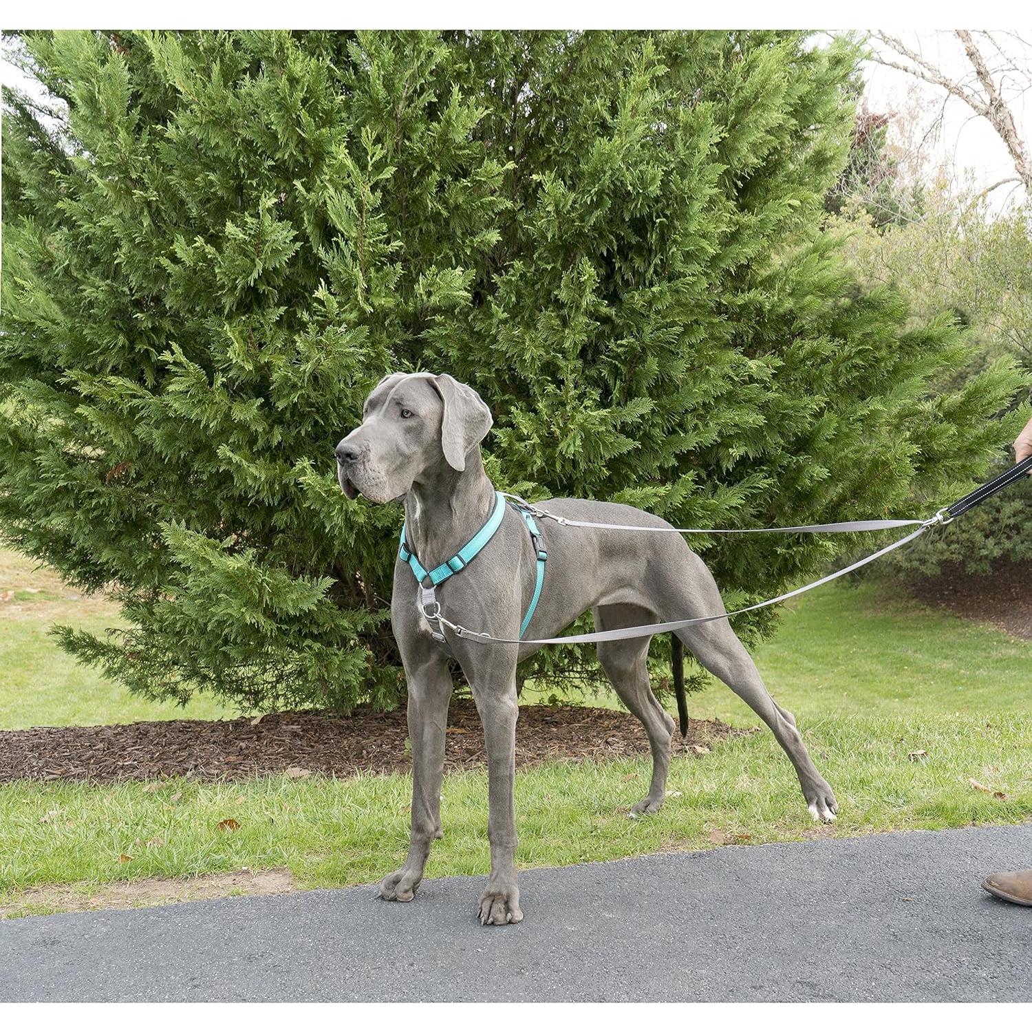 Correa de Control de Dos Puntos PetSafe Nylon 3/4" Reflectante