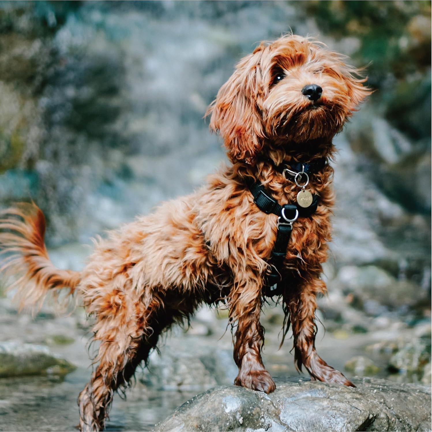 Arnés de Equilibrio Blue-9 Rosa Fucsia XS Ajuste Personalizable