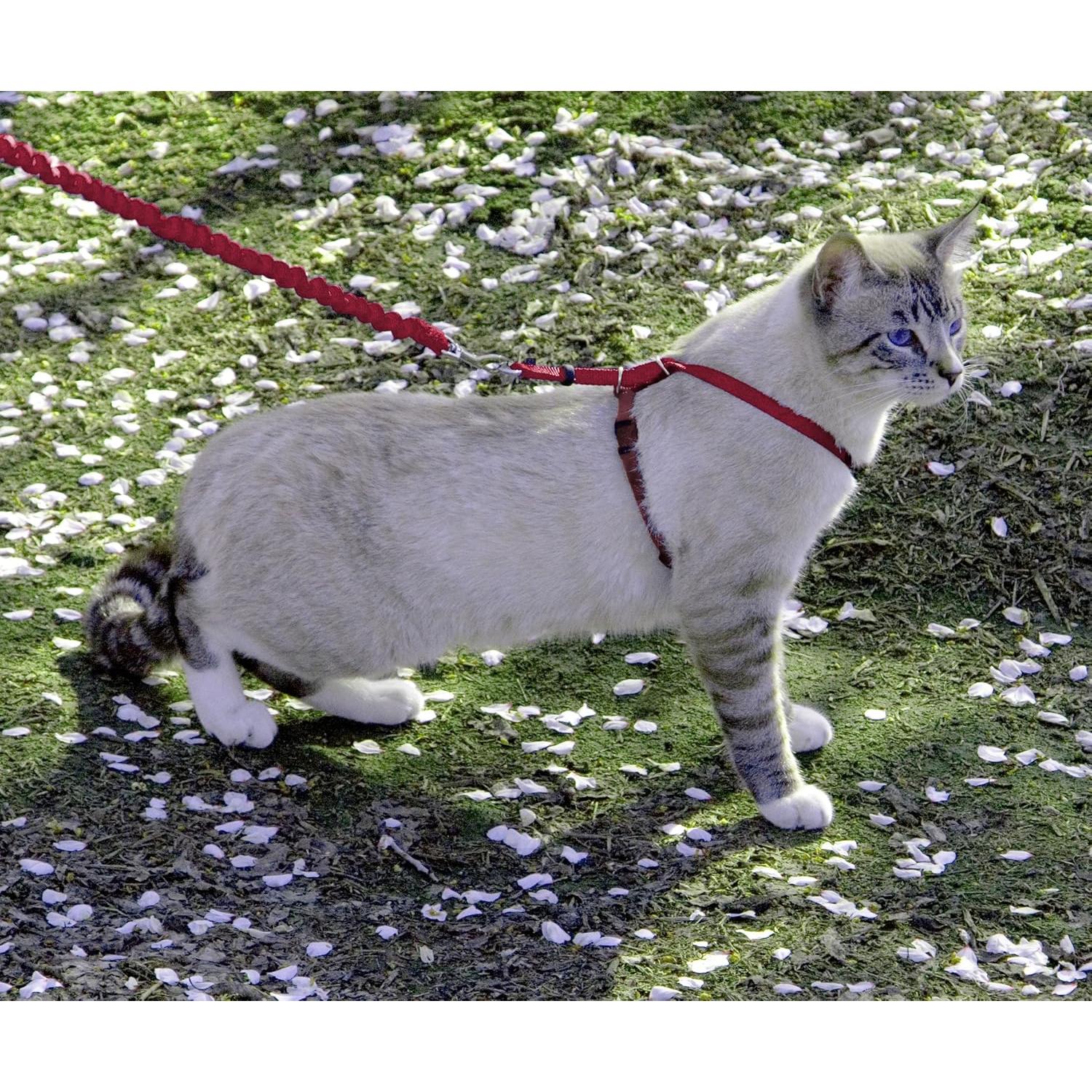 Arnés y Correa Elástica PetSafe Come With Me Kitty Grande Rojo