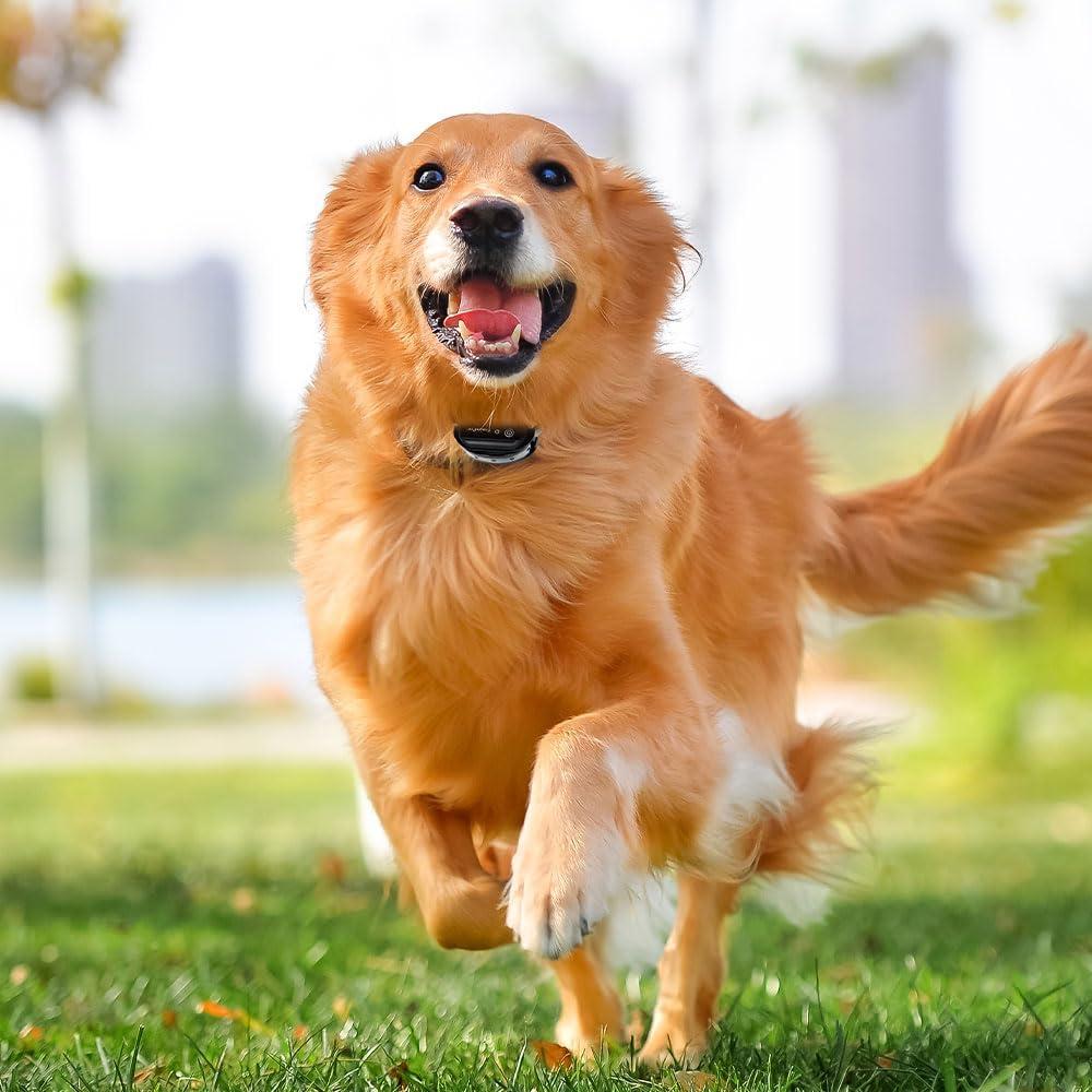 Correa de Reemplazo TrainPro 1.9 cm x 71.1 cm Negra Reflectante